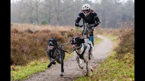 'Bikejoring' in bicicletta con il cane