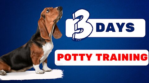 how to potty train a dog