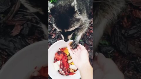 #shorts Смешные Еноты Из Тик Ток 39 Funny Tik Tok Raccoons