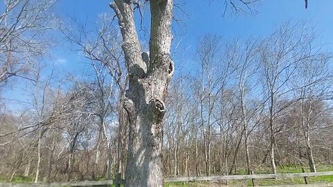 Pecan Tree Planted Texas Landmark