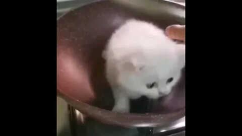 cat got cooked😱😂 #shorts#youtubeshorts#like#share#comment#subscribe#cats#dogs#pets#petslove#cutepets