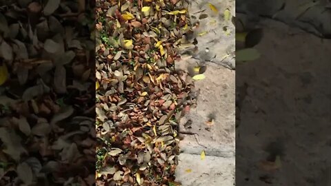 Using a Drone as a Leaf Blower #shorts