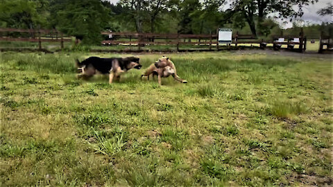 Fully Aggressive Dog German Shepherd Attacks Pitbull