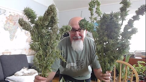 Cannabis Plants: Harvesting Thorsberry & Apricot Mimosa [ASMR, Fireplace & Kitty Cats Sleeping]