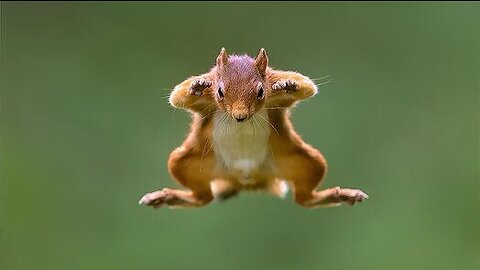 Flying Squirrels 🐿