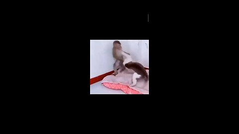 Funny monkey and cat video