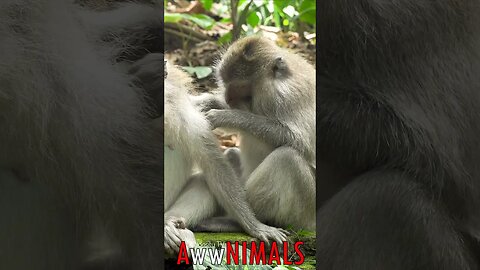 🤗 #AwwNIMALS - Peaceful Grooming: Macaque Monkey's Tranquil Moment of Care 💕