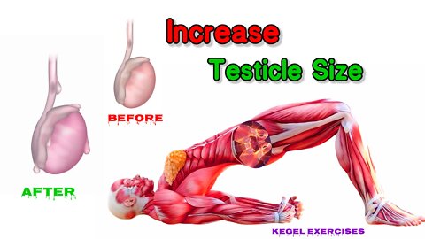 How to increase testicle sizee fast at home | Kegel Exercise