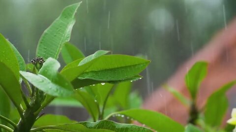 Goodbye Insomnia with Heavy Rain & Thunder Growls in Forest at Day