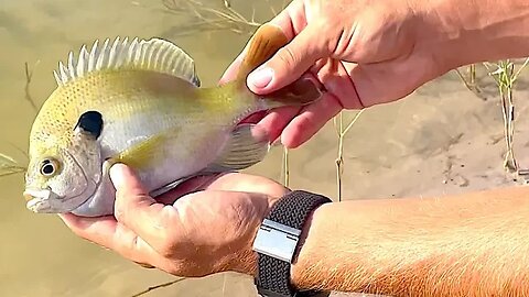 Fly Fishing Bass & Perch in Our Lake | BACKYARD DIARIES