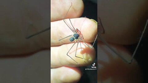 Caught a Baby Whip Scorpion #shorts #nature #arachnid