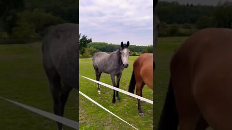 Horses In The English Countryside || The Beauty of the English Coluntryside