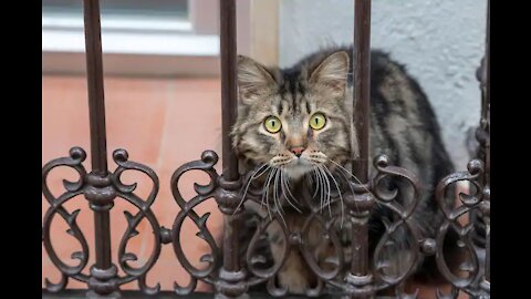 the struggling cat watching the other cat jump through