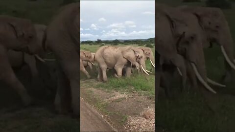 Our Encounter with Elephants of Amboseli!🤔#shorts #safari #travel #travelling