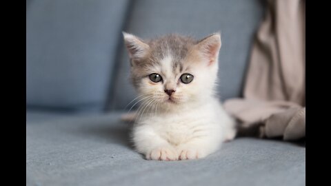 cute kitten videos