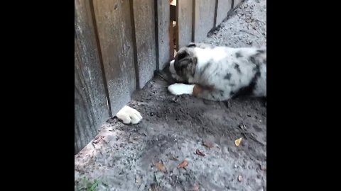 Puppy Desperately Tries To Play With A Dog On The Other Side Of A Gate