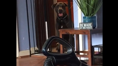 Dog Jumps Over Cage, But Not Vacuum Cleaner