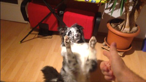 Super cute dog puts his hands up, and still gets shot!