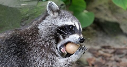 Baby raccoon eating looks so funny you will love it ! Funny and cute animals