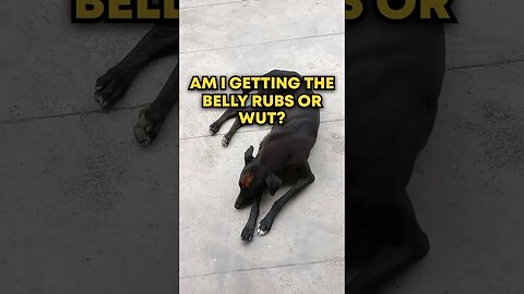 Am I Getting the BELLY RUBS or wat?