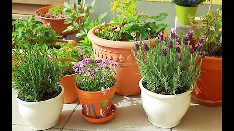 Container garden in my home, absolutely beautiful