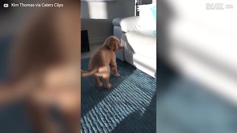 Cachorrinho fica hipnotizado com sombra!