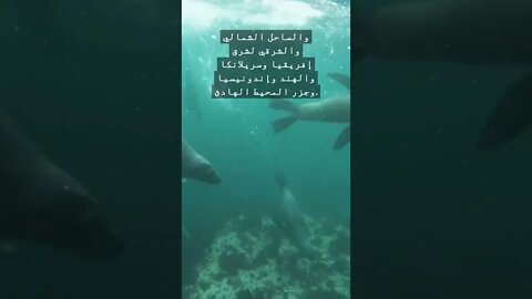 ماهو سبب انقراض بقرة البحر؟ #shorts