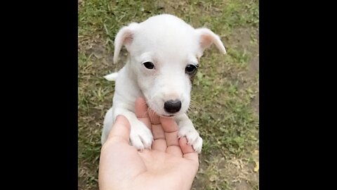 CUTNESS 🥺☃️🐶