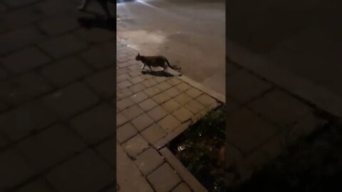 Hungry Pregnant Street Cat Looking For Food At Night