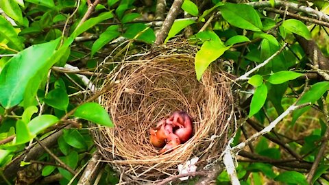 Parent Birds Rescue Babies From Ants Attack!