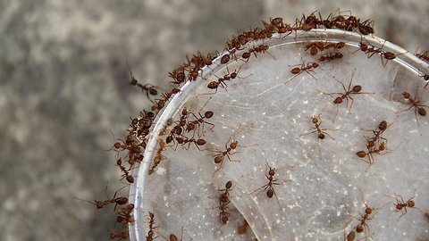 The Lab: What Ants Can Teach Humans About Teamwork