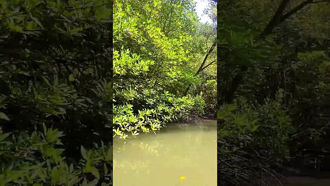 RIVER BOAT CRUISE THROUGH THE MANGROVE FOREST OF THAILAND #shorts