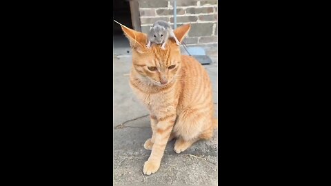 Funny cat