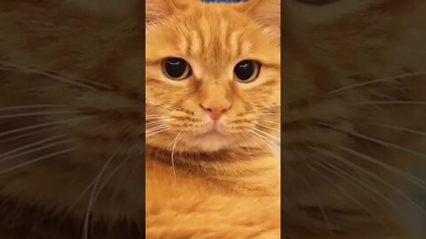 FUNNY CUTE KITTEN - Tiktok Compiled #Shorts