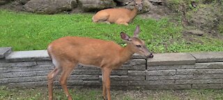 Deer chases deer off the property