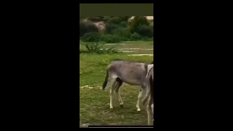 Donkey funny video 📷