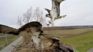 Fish eagles engage in vicious battle for territorial rights