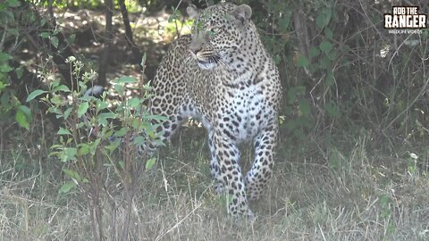 The Leopard Queen Of Kaboso Hide And Seek | Maasai Mara Safari | Zebra Plains