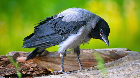 Adventures of Little Hooded Crow Fledgling: Perching on a Log