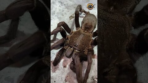 Chilobrachys guangxiensis "Chinese Faun Tarantula" #shorts