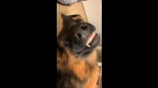 German Shepherd Shines a Bright Smile!