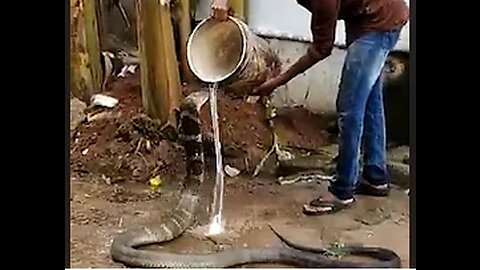 WATCH: Deadly King Cobra enjoying a cold water shower