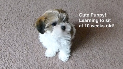 Adorable Puppy Learning to Sit at 10 weeks old