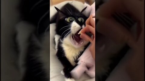 Unusual CAT MEME compilation 26 😎🤣🤭😹😸👍🏻 #memes #cats #catlover