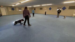 Queen Sophia Kay of the South AKC call back lesson with Remy