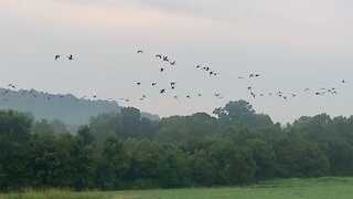 Wake Up Call, Goose Style