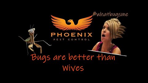 01 Bugs are better than Wives because... #whatbugsme