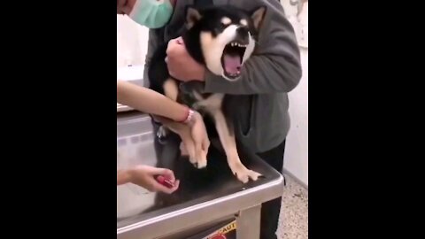 Cute Husky Dog Funny Video