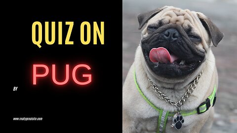 Quiz on pug