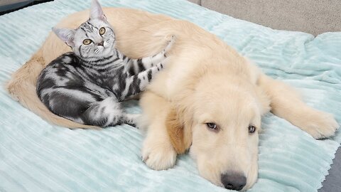 Mischievous Kitten Keeps Interrupting Lucy's Nap